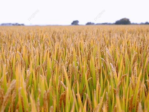 Imagem Arroz