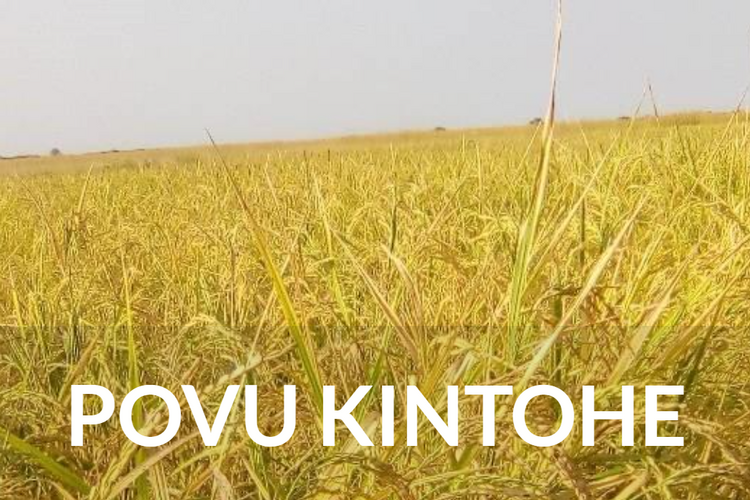 Kumsada Kintohe